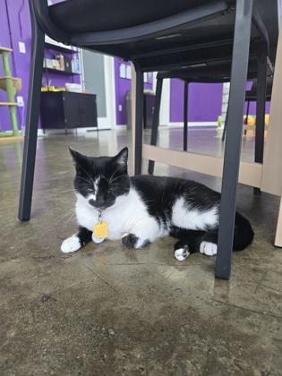 Enlarge Penelope (NOLA Cat Lounge), a Adoptable mixed breed in New Orleans, LA image 1/2