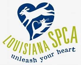 Enlarge Penelope (NOLA Cat Lounge), a Adoptable mixed breed in New Orleans, LA image 1/2