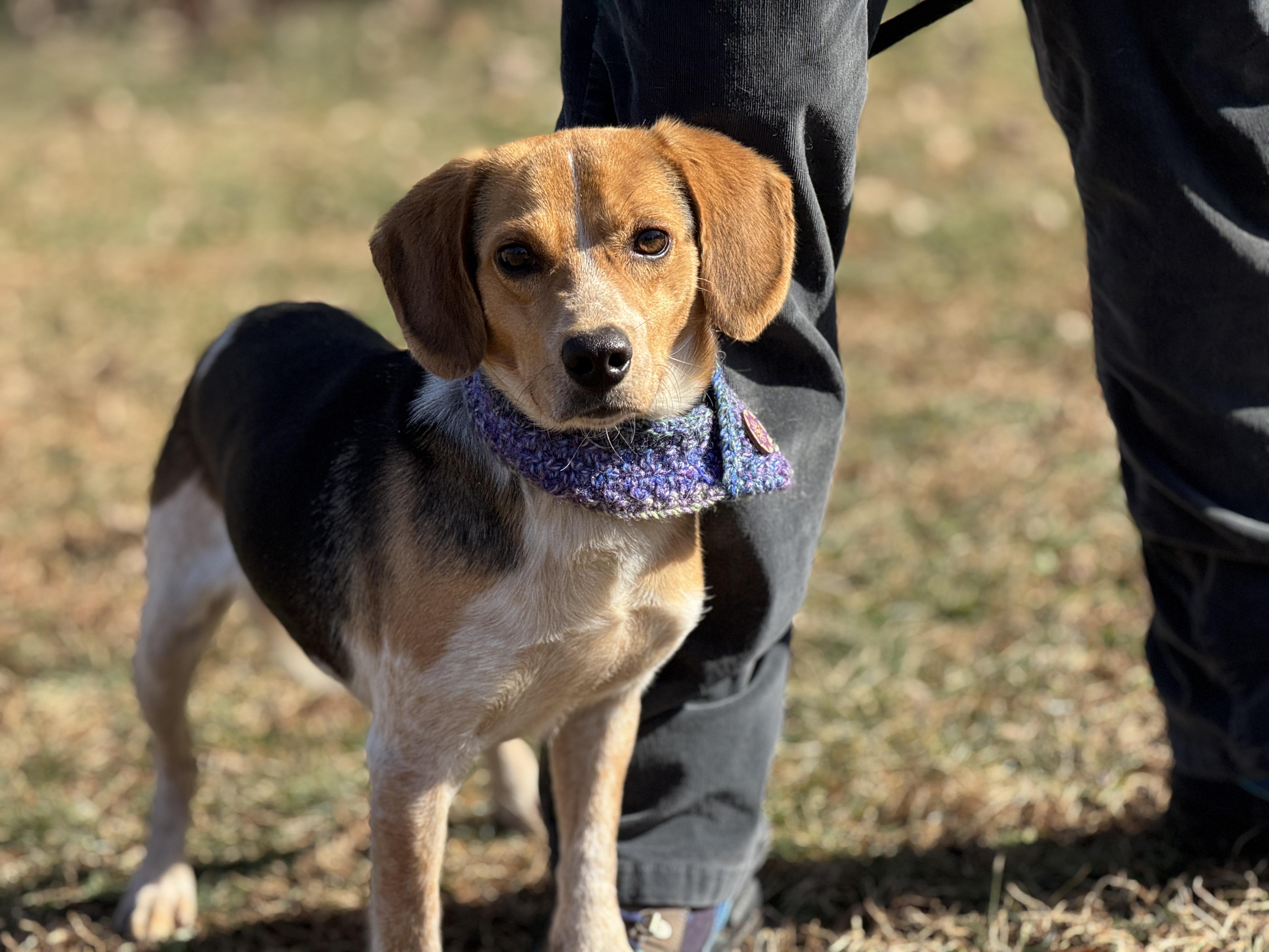 Tucker, a ADOPTABLE Beagle in Richmond, VA image 6/6