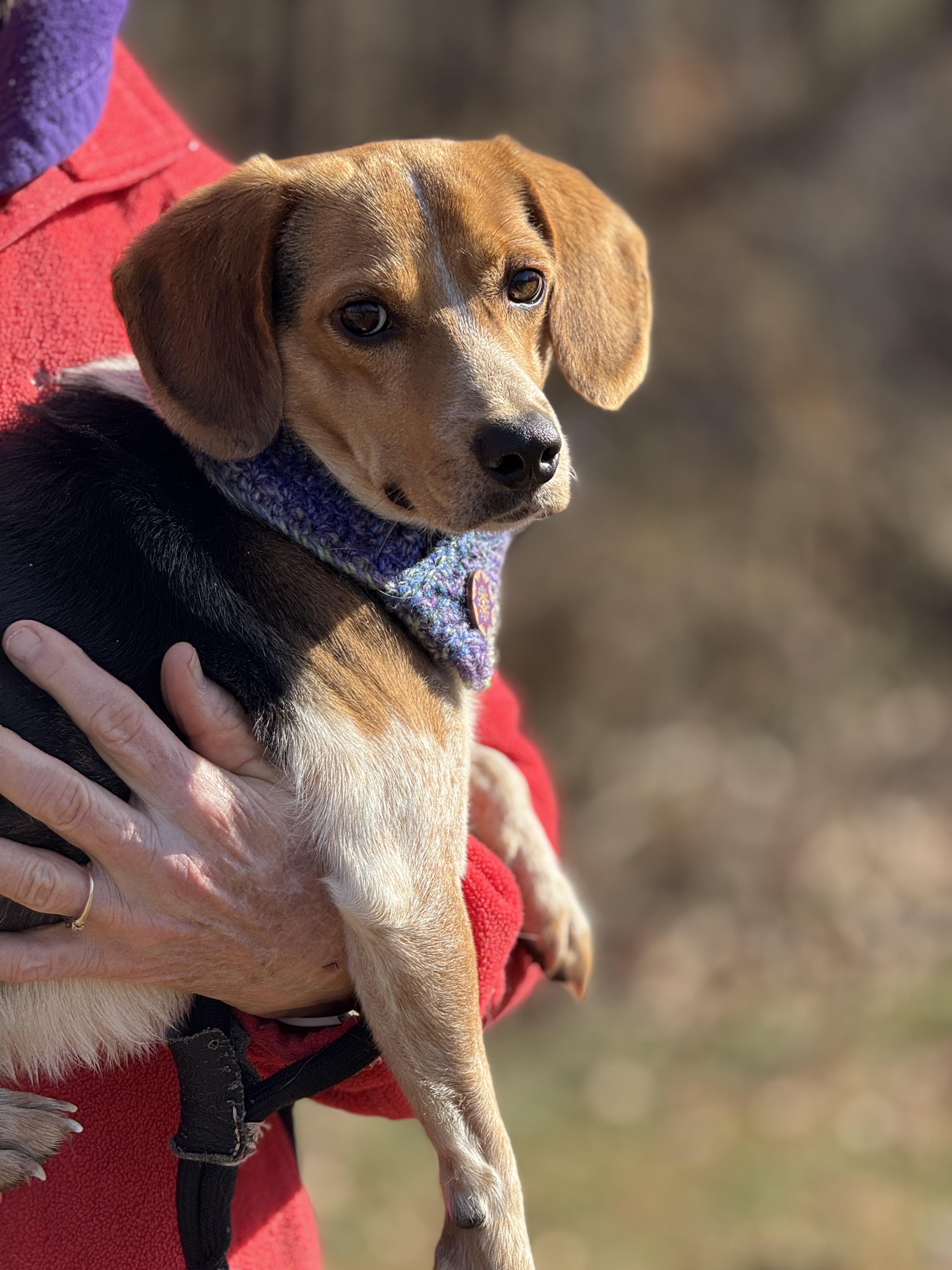 Tucker, a ADOPTABLE Beagle in Richmond, VA image 4/6