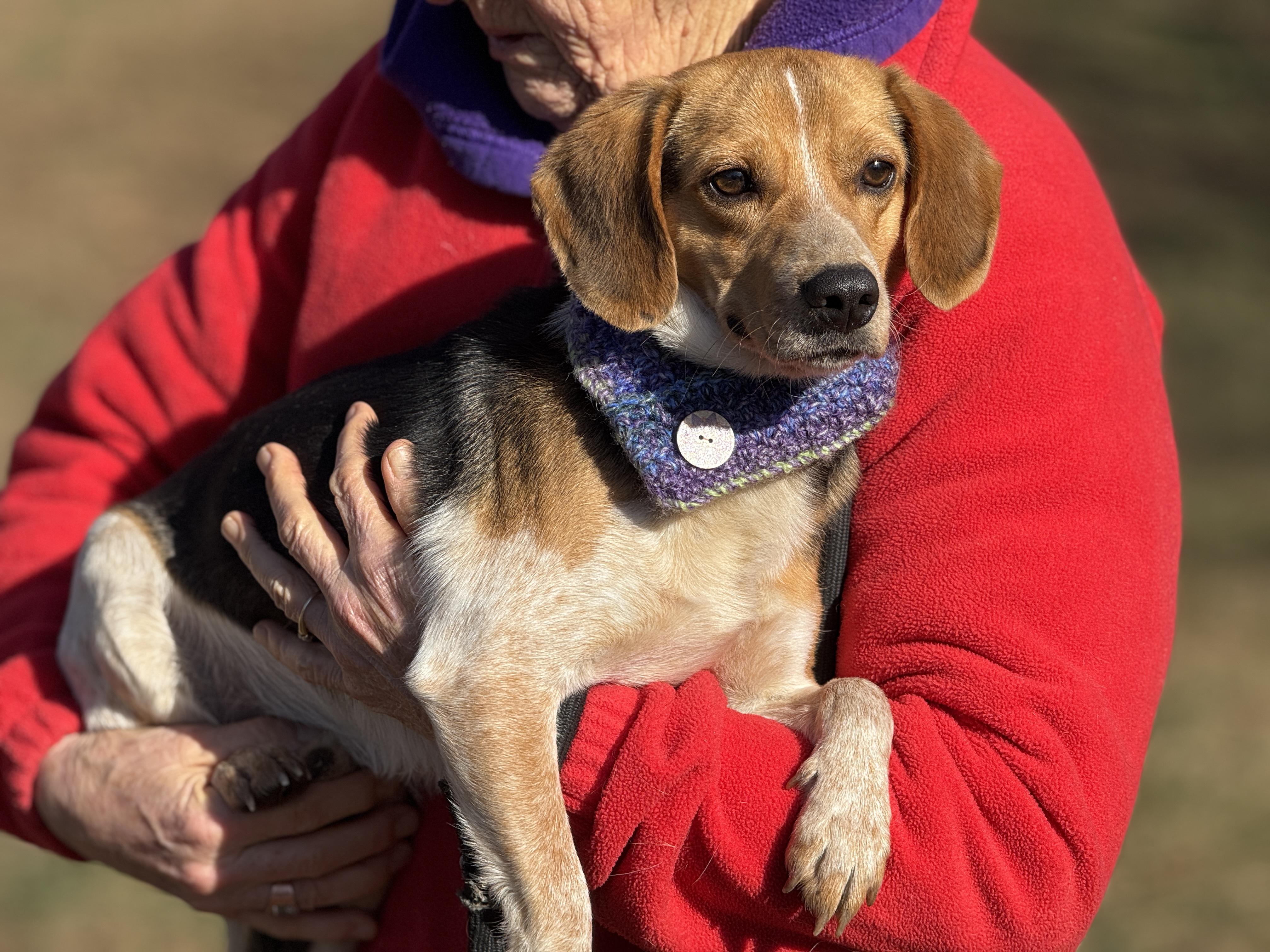 Tucker, a ADOPTABLE Beagle in Richmond, VA image 5/6