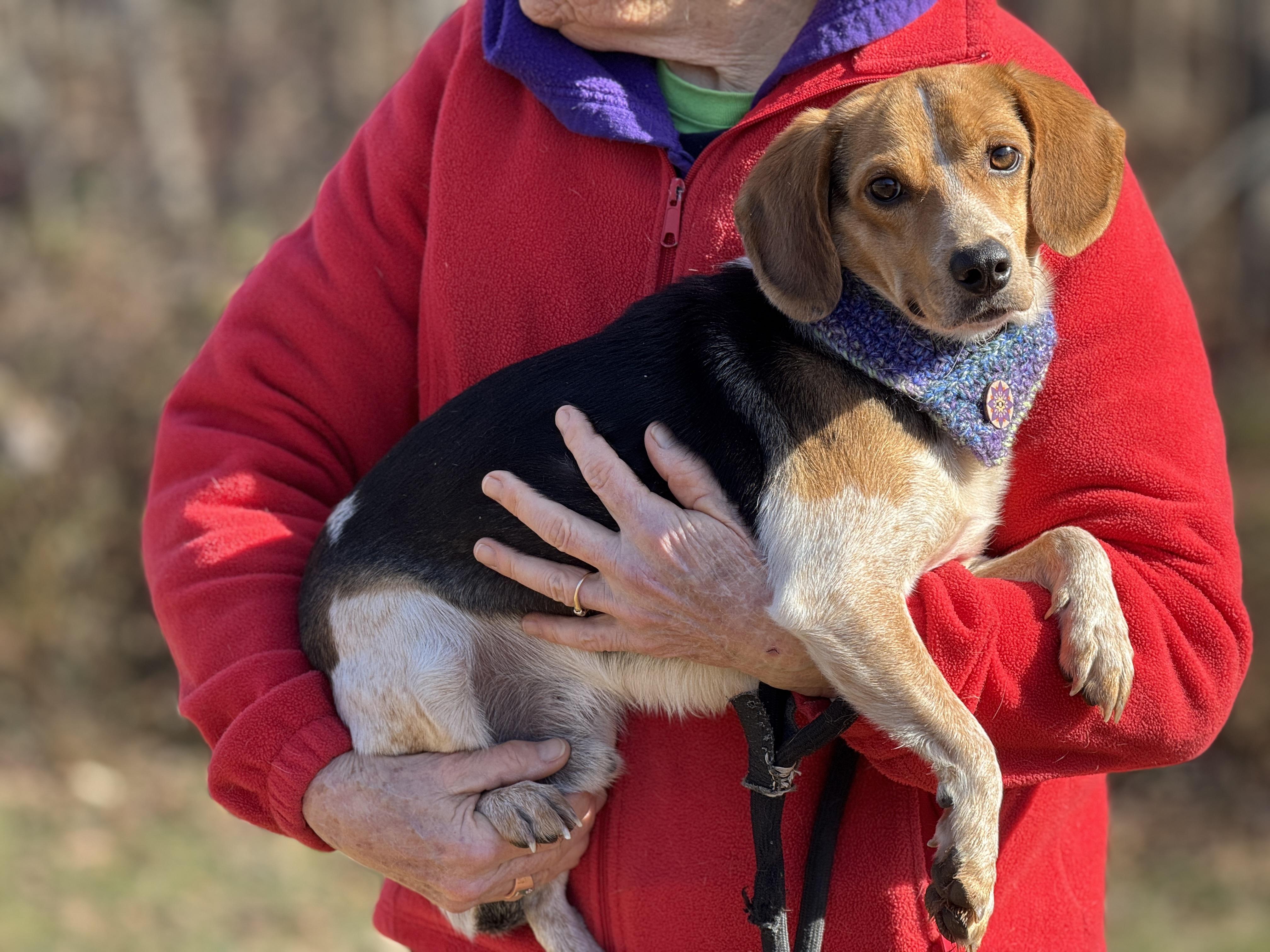 Tucker, a ADOPTABLE Beagle in Richmond, VA image 2/6