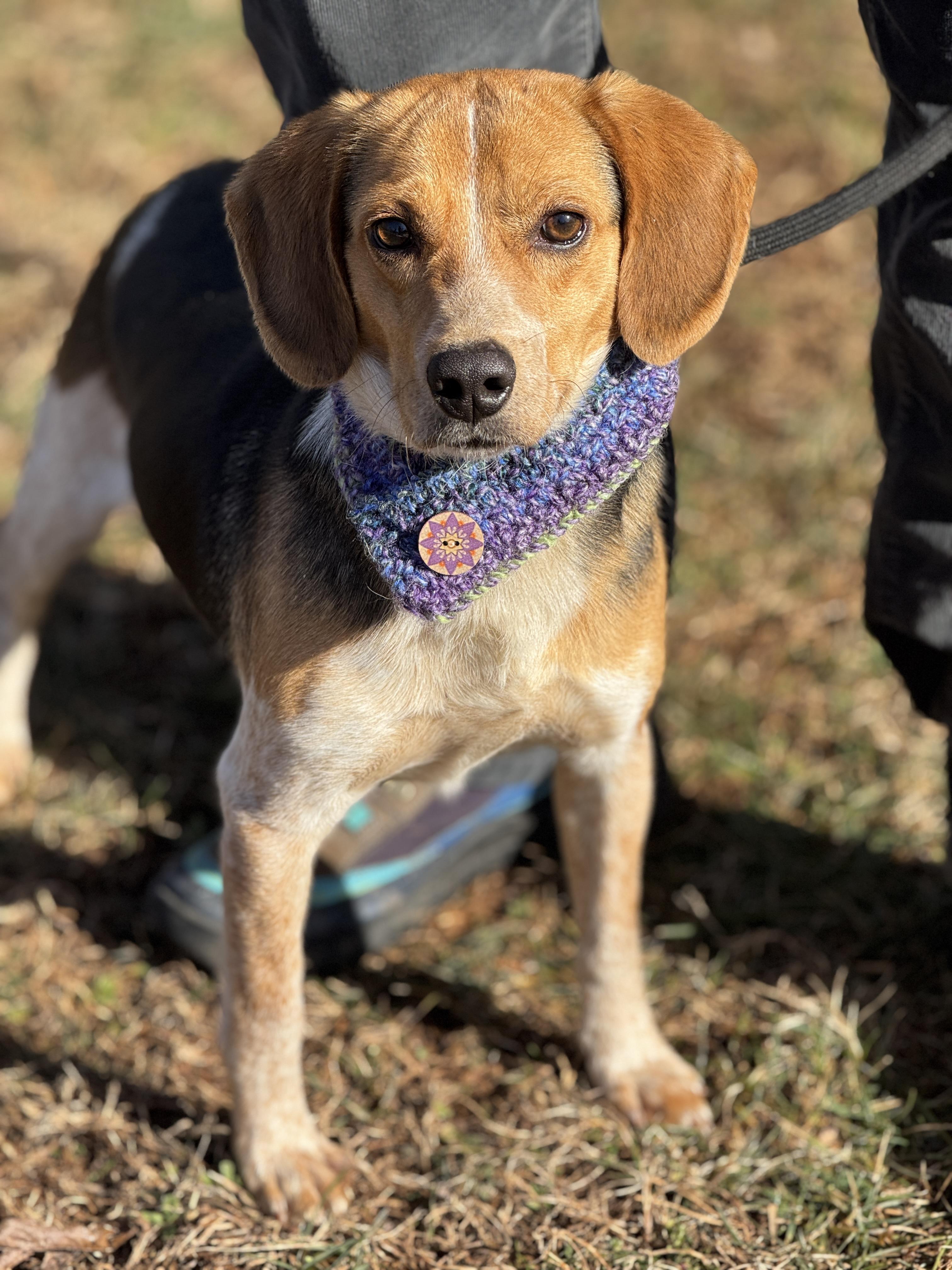 Tucker, a ADOPTABLE Beagle in Richmond, VA image 3/6