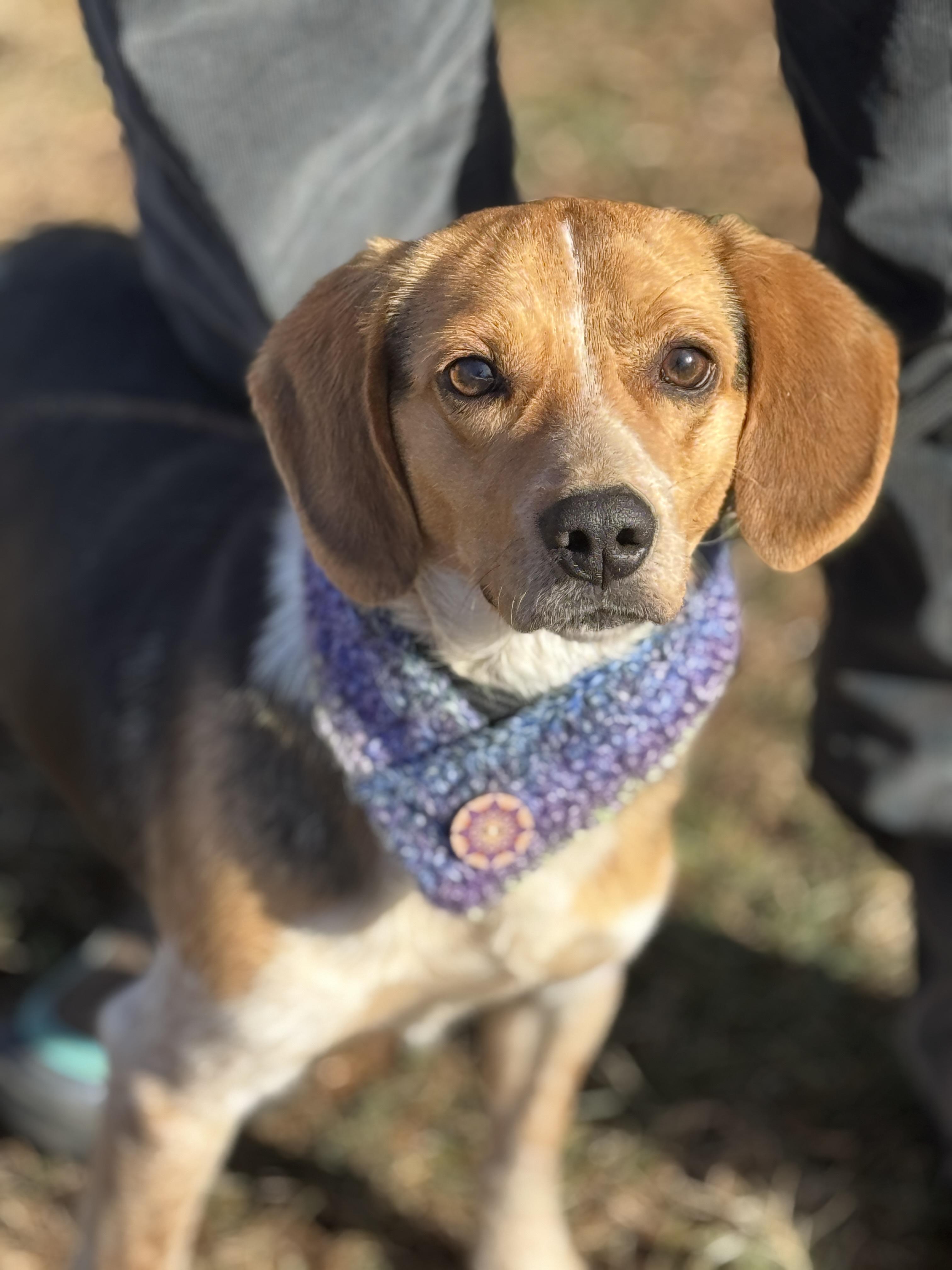 Tucker, ADOPTABLE, Young Male Beagle.
