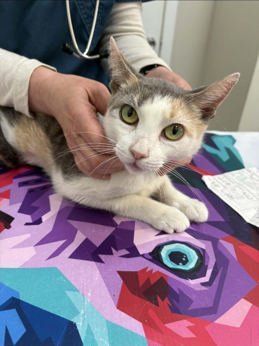 Enlarge Faye, a ADOPTABLE Calico in Brooklyn, NY image 1/2