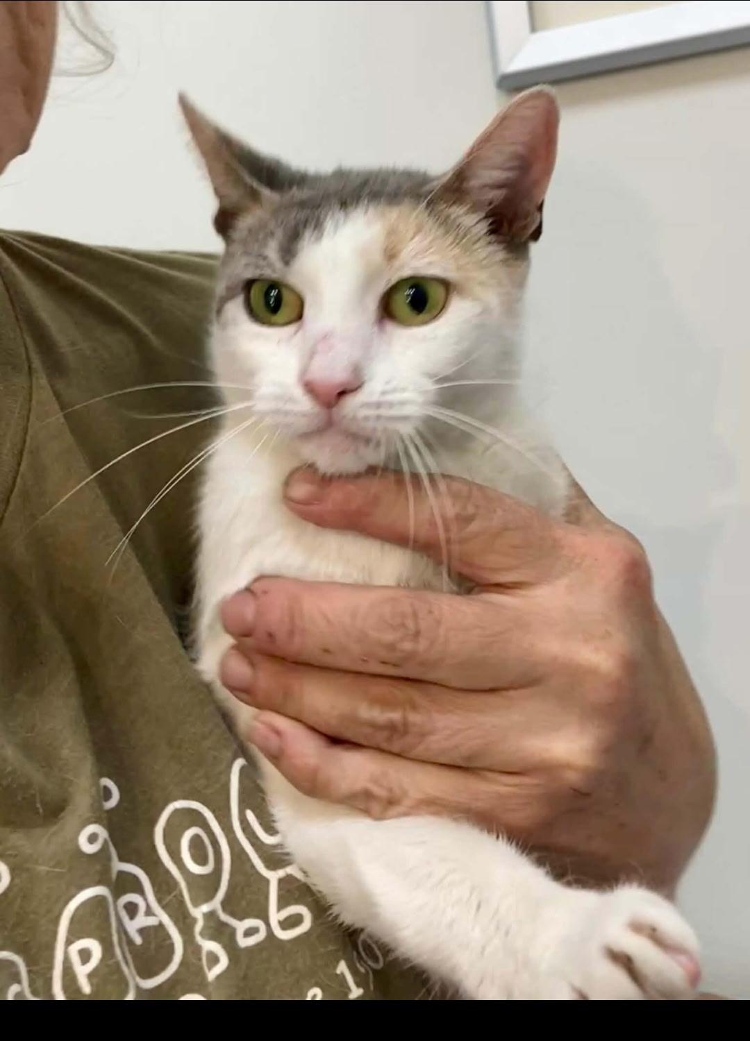 Enlarge Faye, a ADOPTABLE Calico in Brooklyn, NY image 2/2