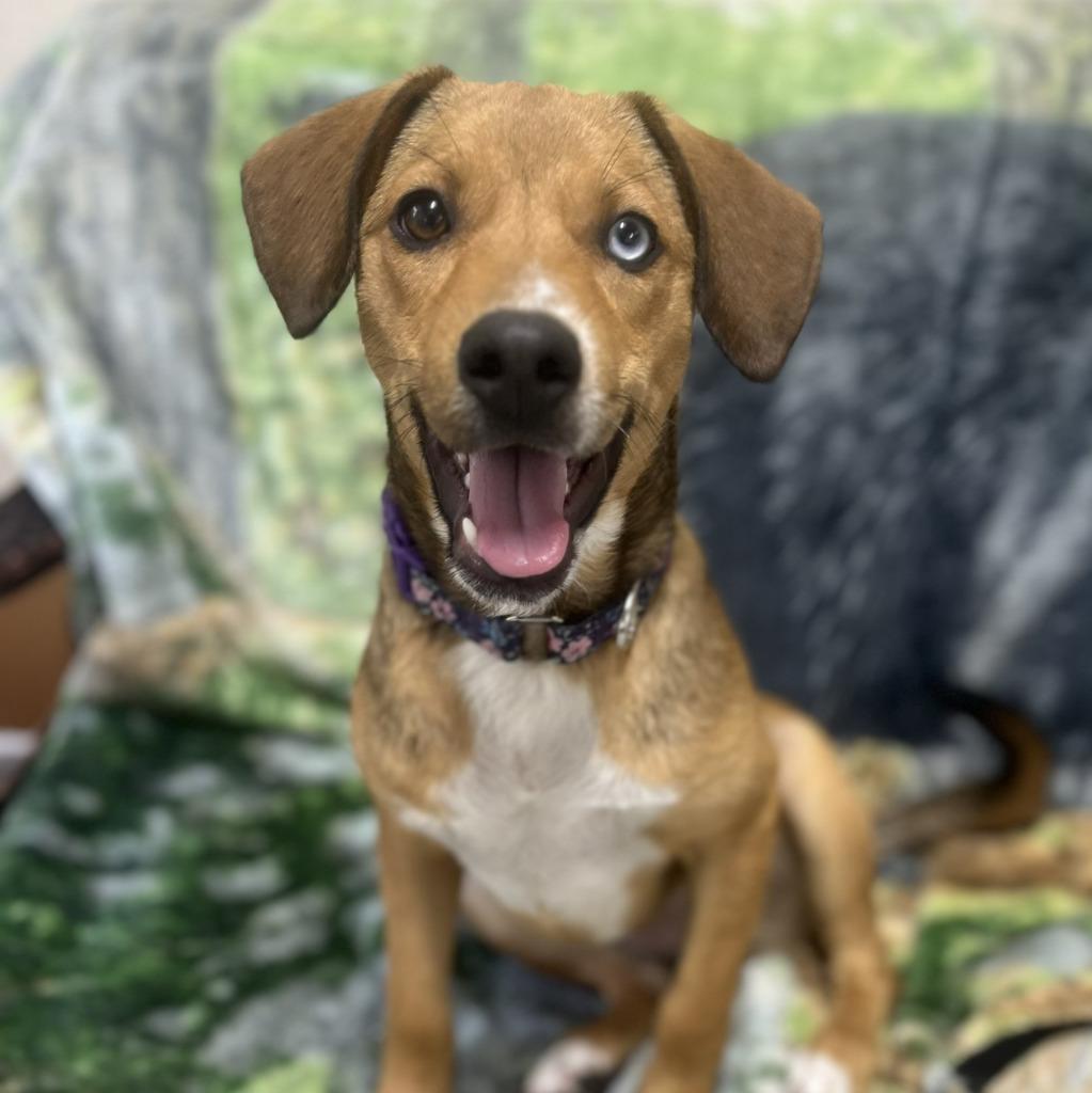 Coraline, Adoptable, Young Female Mixed Breed.