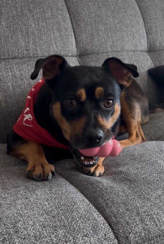 Rivello, Adoptable, Adult Male Pug & Australian Cattle Dog / Blue Heeler.