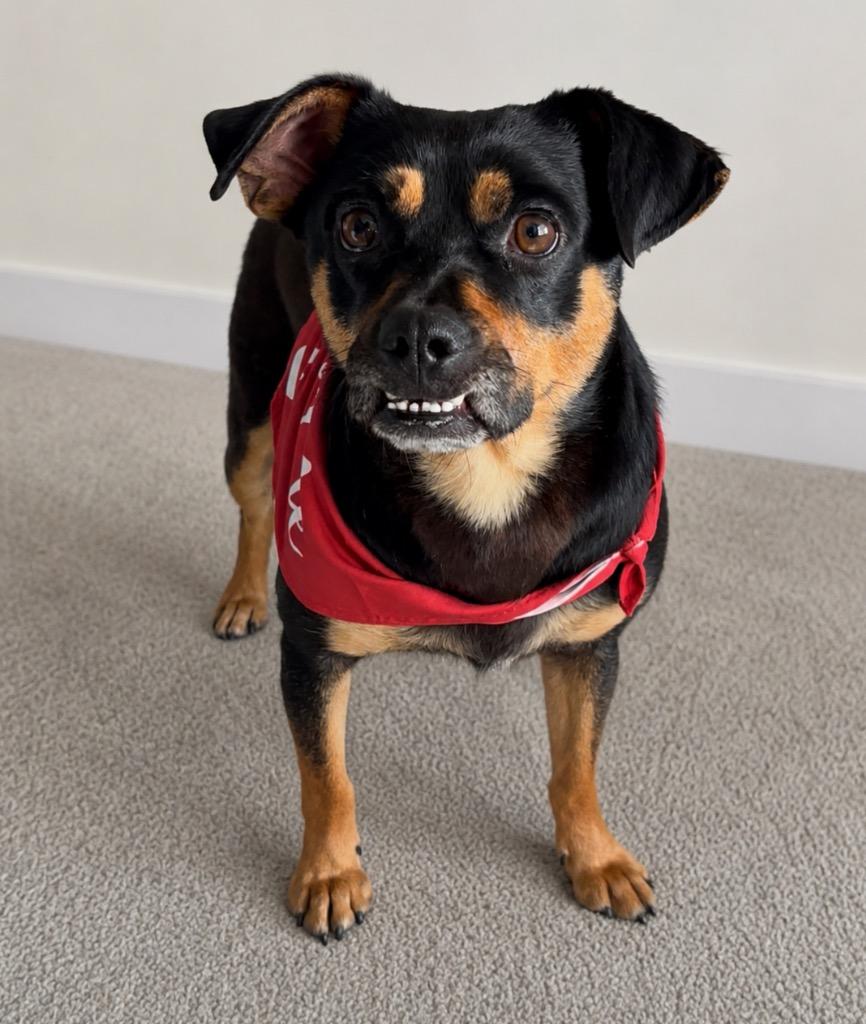 Enlarge Rivello, a Adoptable mixed breed in Fort Lupton, CO image 2/5