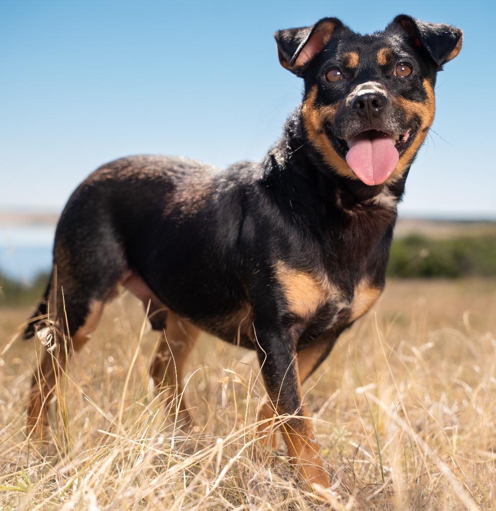 Enlarge Rivello, a Adoptable mixed breed in Fort Lupton, CO image 3/5