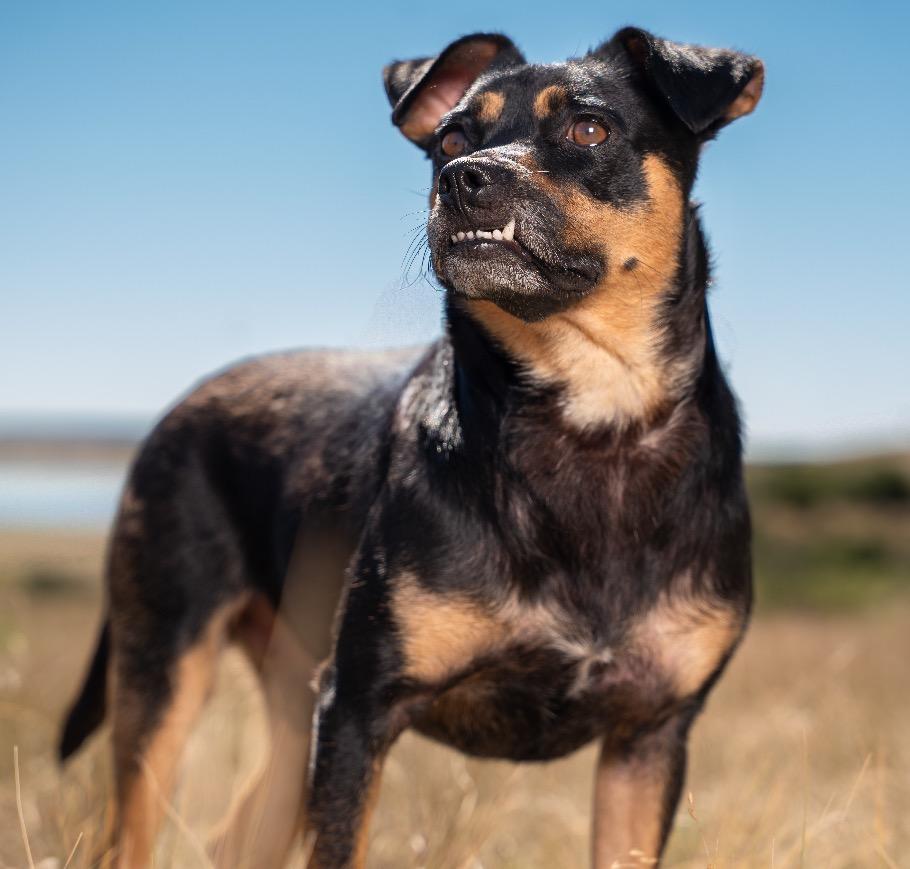 Enlarge Rivello, a Adoptable mixed breed in Fort Lupton, CO image 4/5
