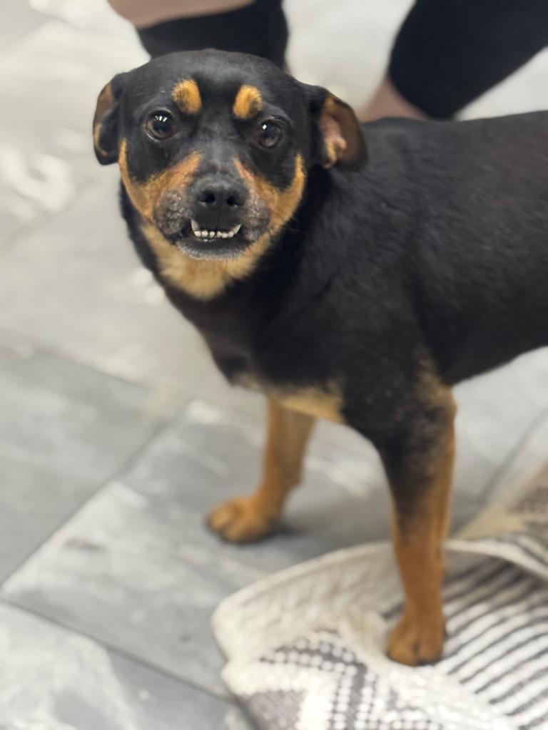 Enlarge Rivello, a Adoptable mixed breed in Fort Lupton, CO image 5/5