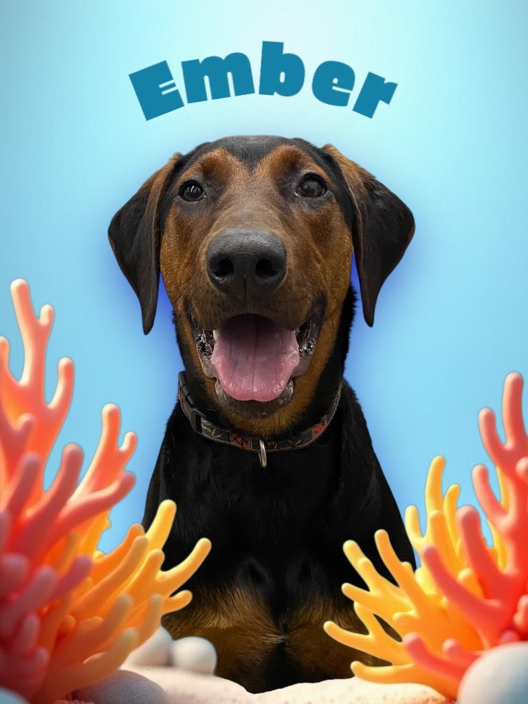 Ember