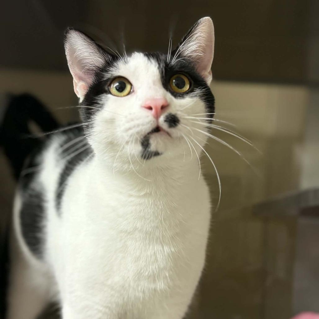 Enlarge Smudge, a Adoptable Domestic Medium Hair in Concord, NC image 1/2