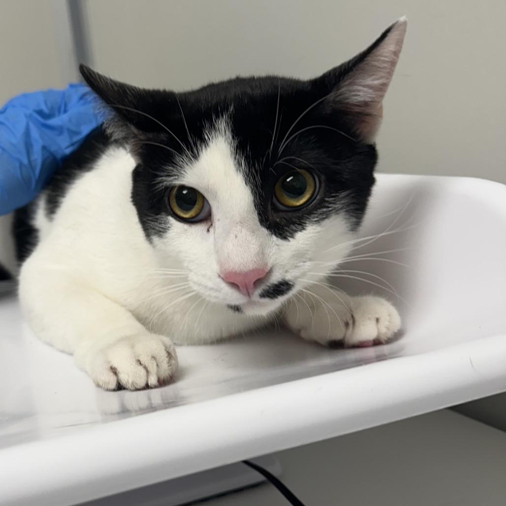 Enlarge Smudge, a Adoptable Domestic Medium Hair in Concord, NC image 2/2