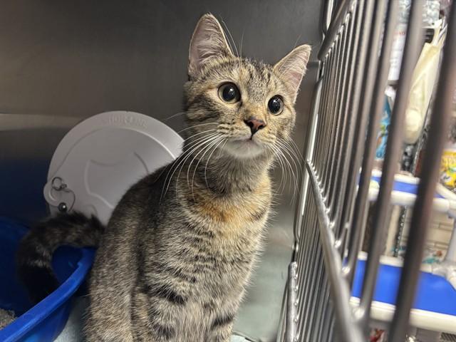 RUI, Adoptable, Young Female Domestic Short Hair.