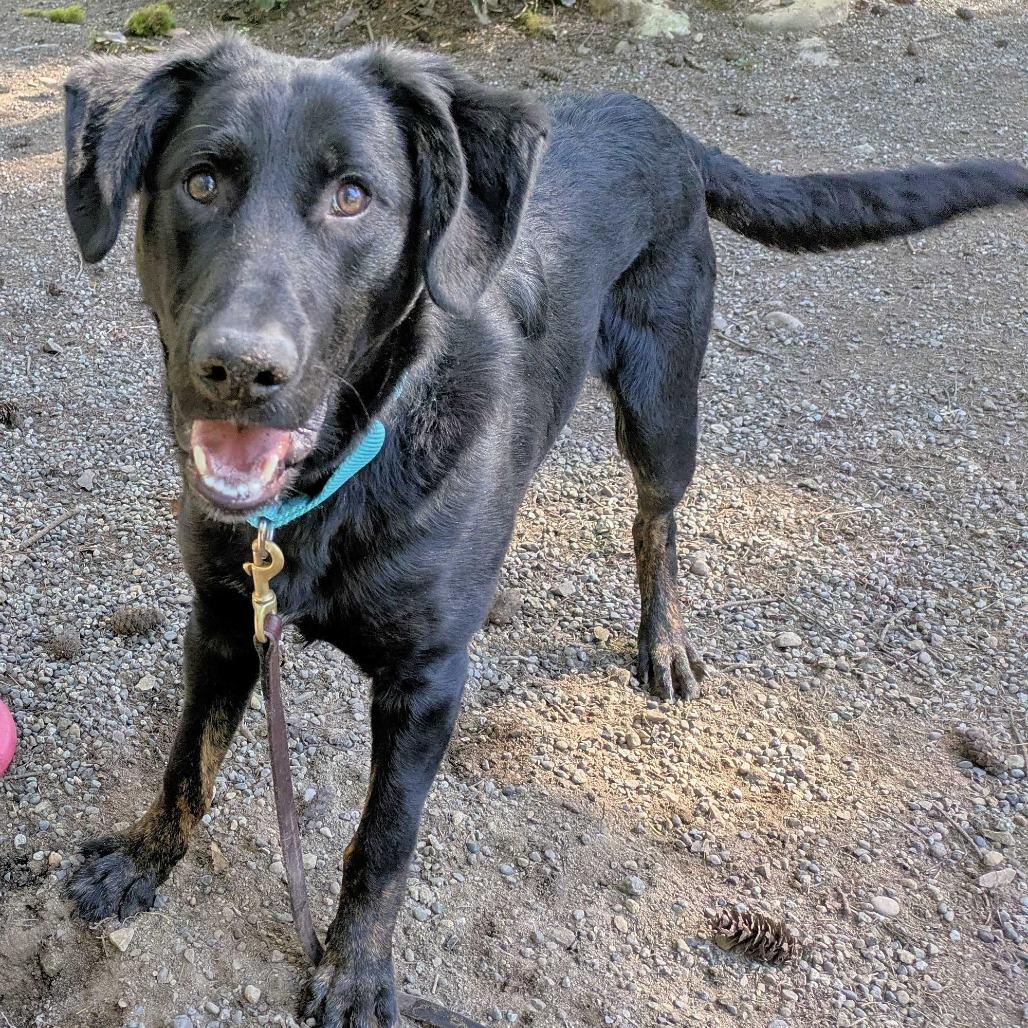 Enlarge Wren, a Adoptable Mixed Breed in Port Townsend, WA image 1/1