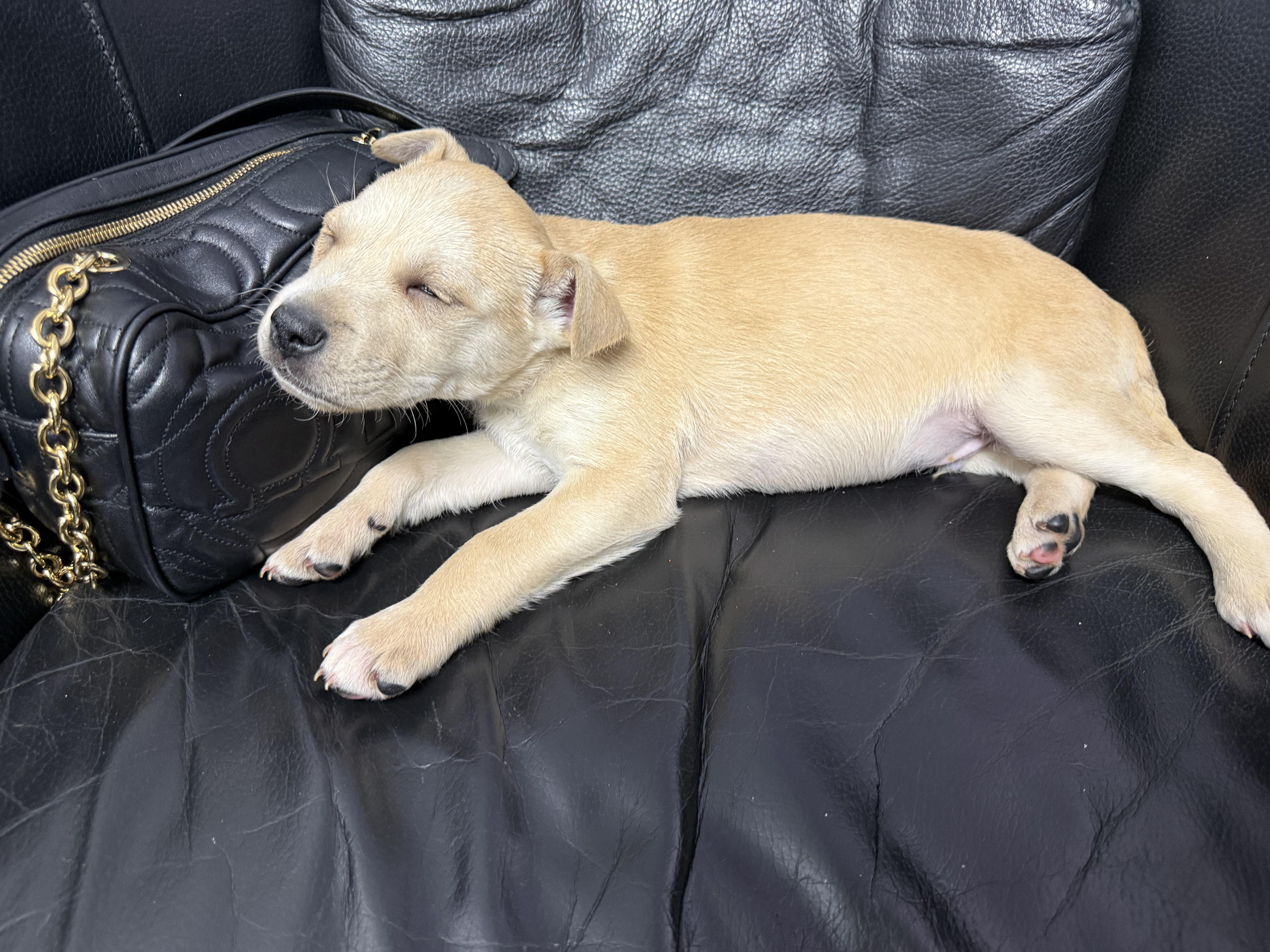 Enlarge Comet, an adopted mixed breed in Roswell, GA image 3/4