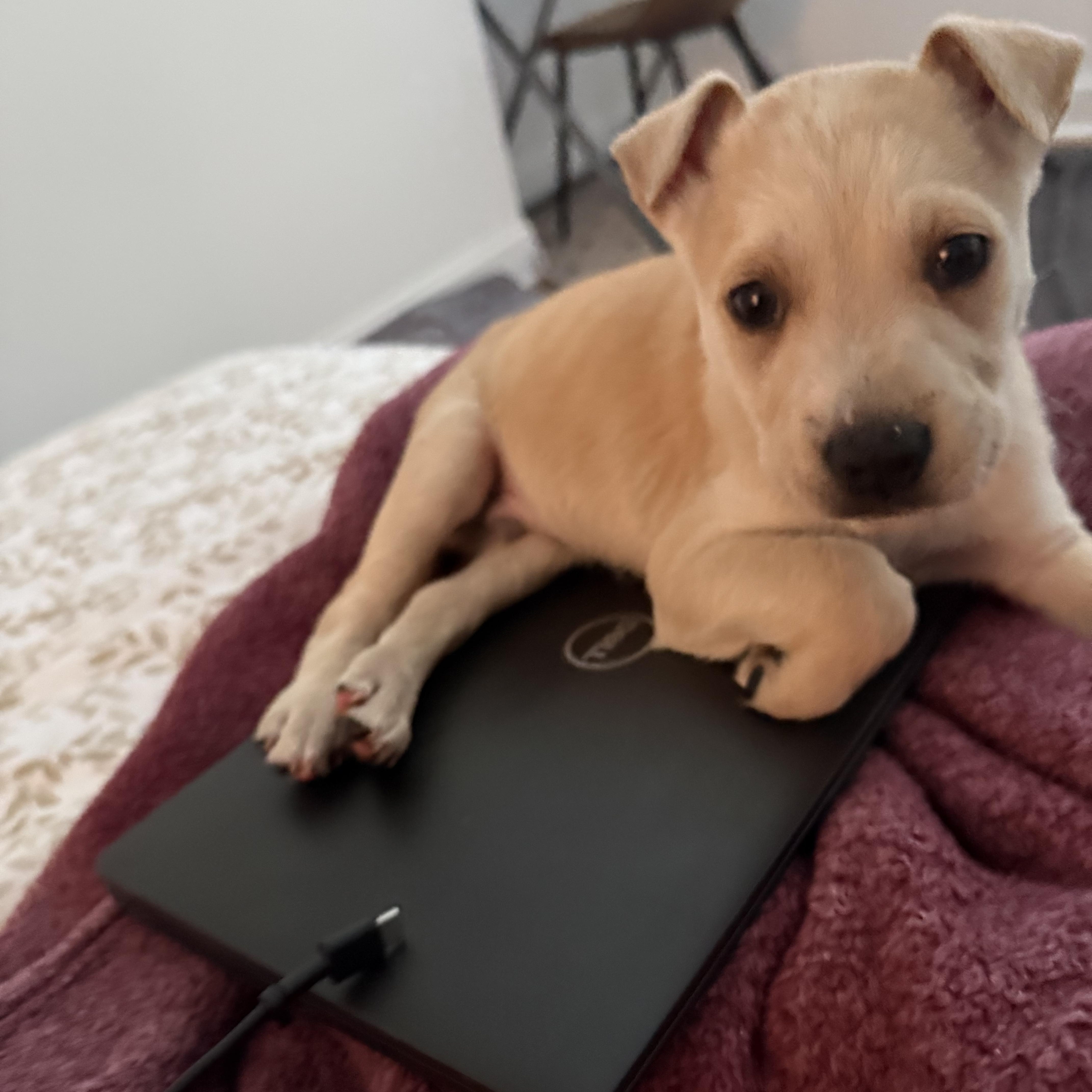 Enlarge Comet, an adopted mixed breed in Roswell, GA image 4/4