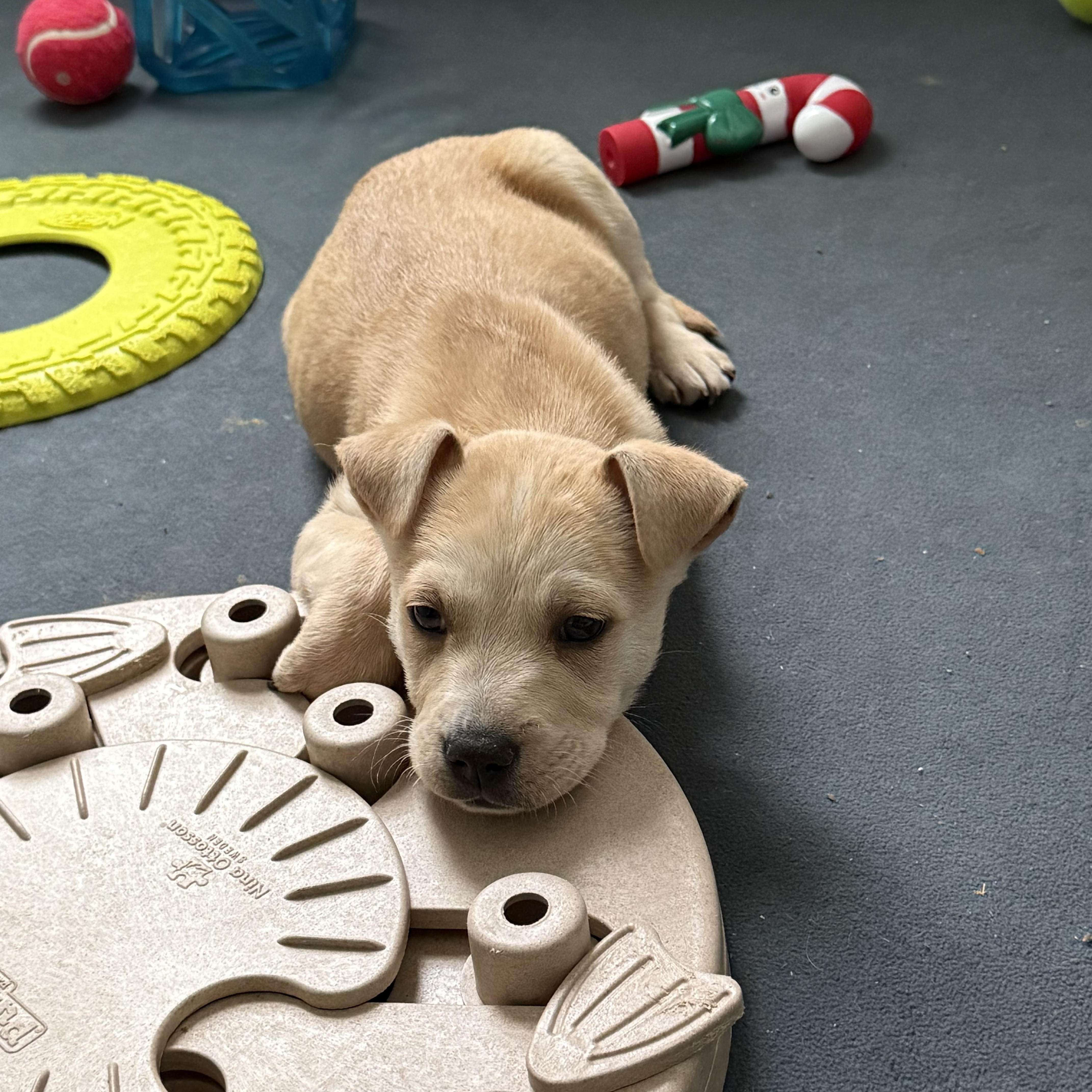 Enlarge Comet, an adopted mixed breed in Roswell, GA image 1/4