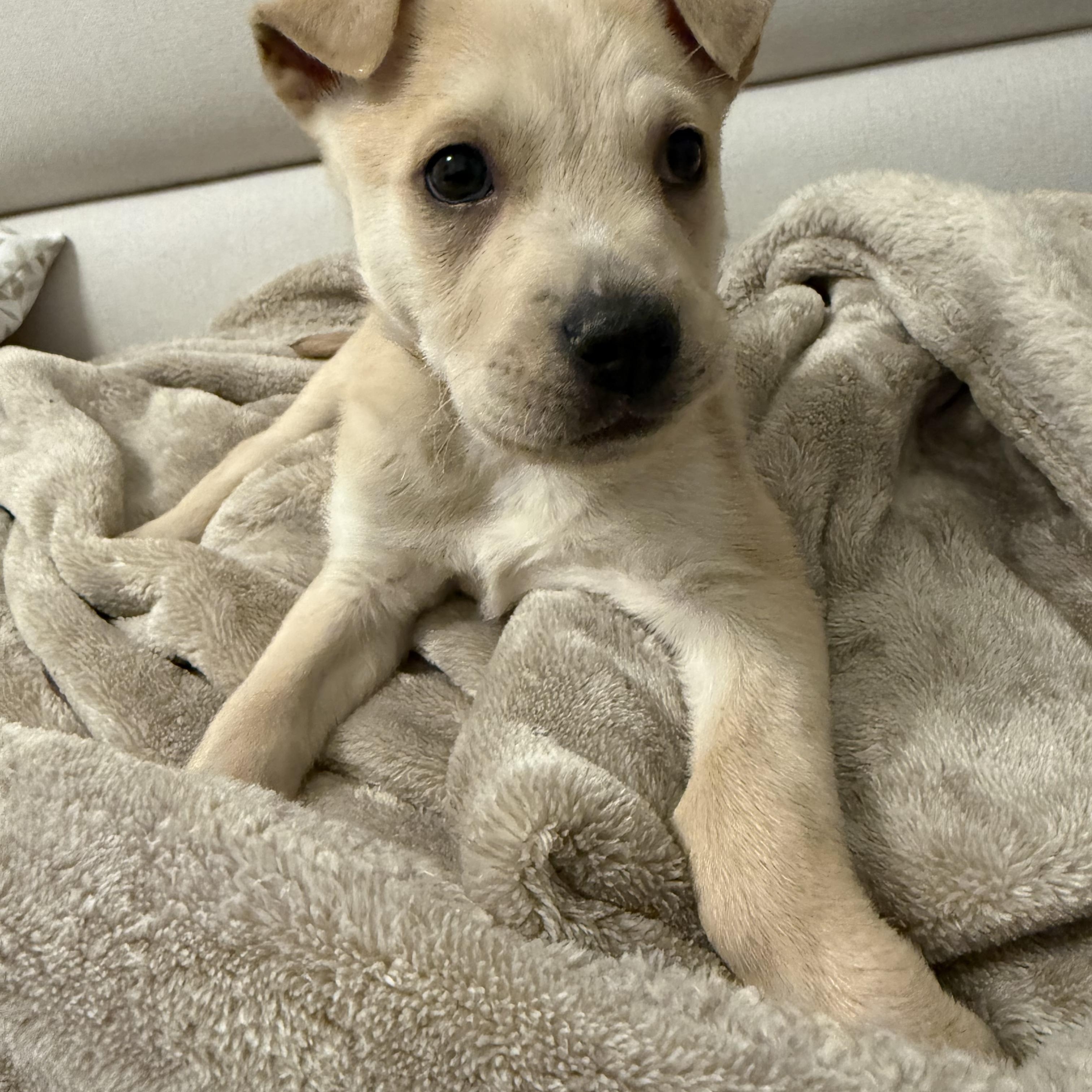 Enlarge Comet, an adopted mixed breed in Roswell, GA image 2/4