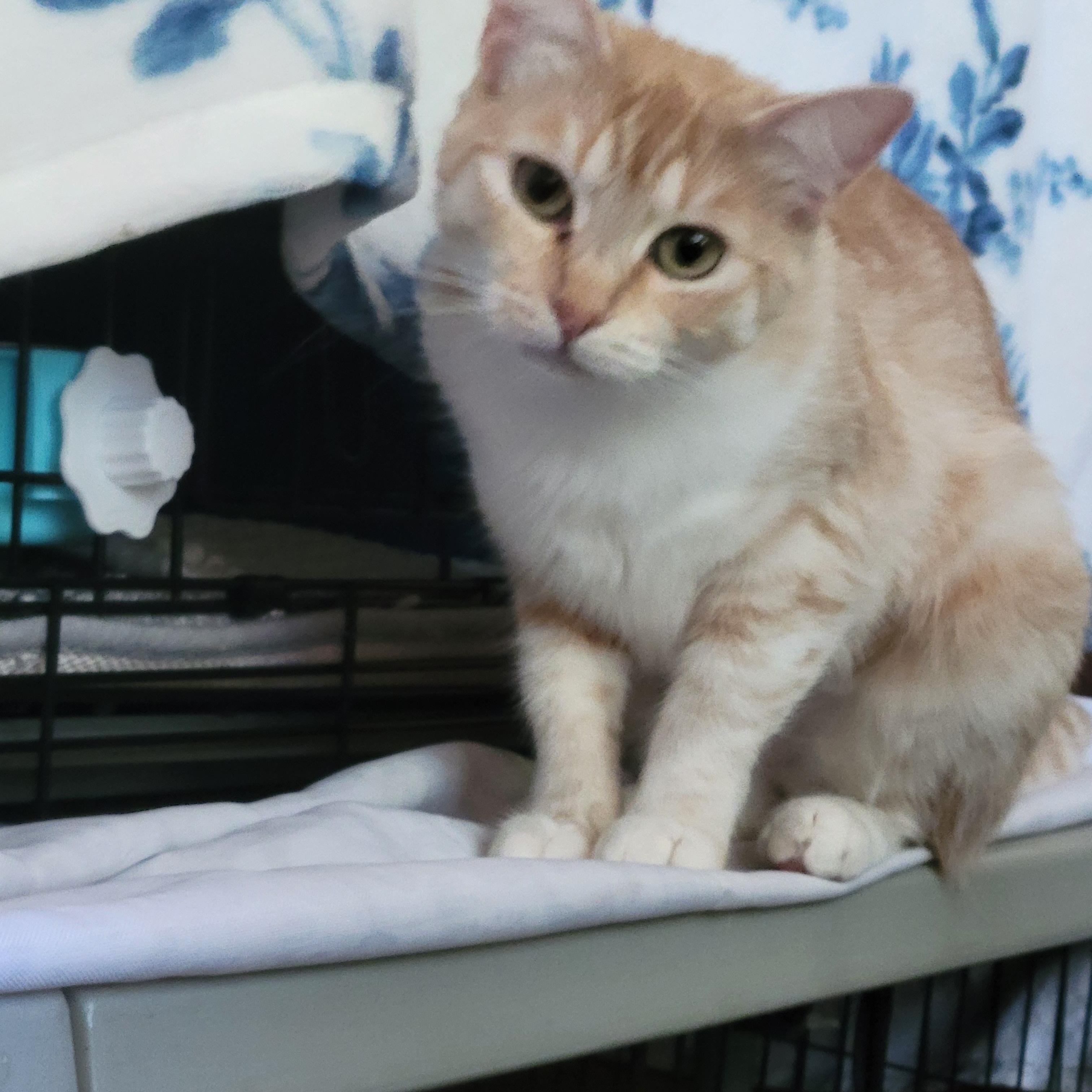 Enlarge Penny, an adopted mixed breed in San Jose, CA image 4/4