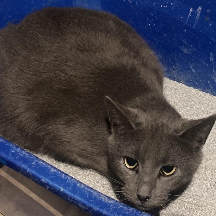 Enlarge Fairy, a ADOPTABLE Domestic Short Hair in Lake Orion, MI image 1/1