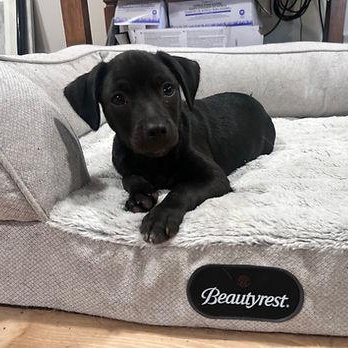 Enlarge Koda, an adopted mixed breed in Shinnston, WV image 2/2