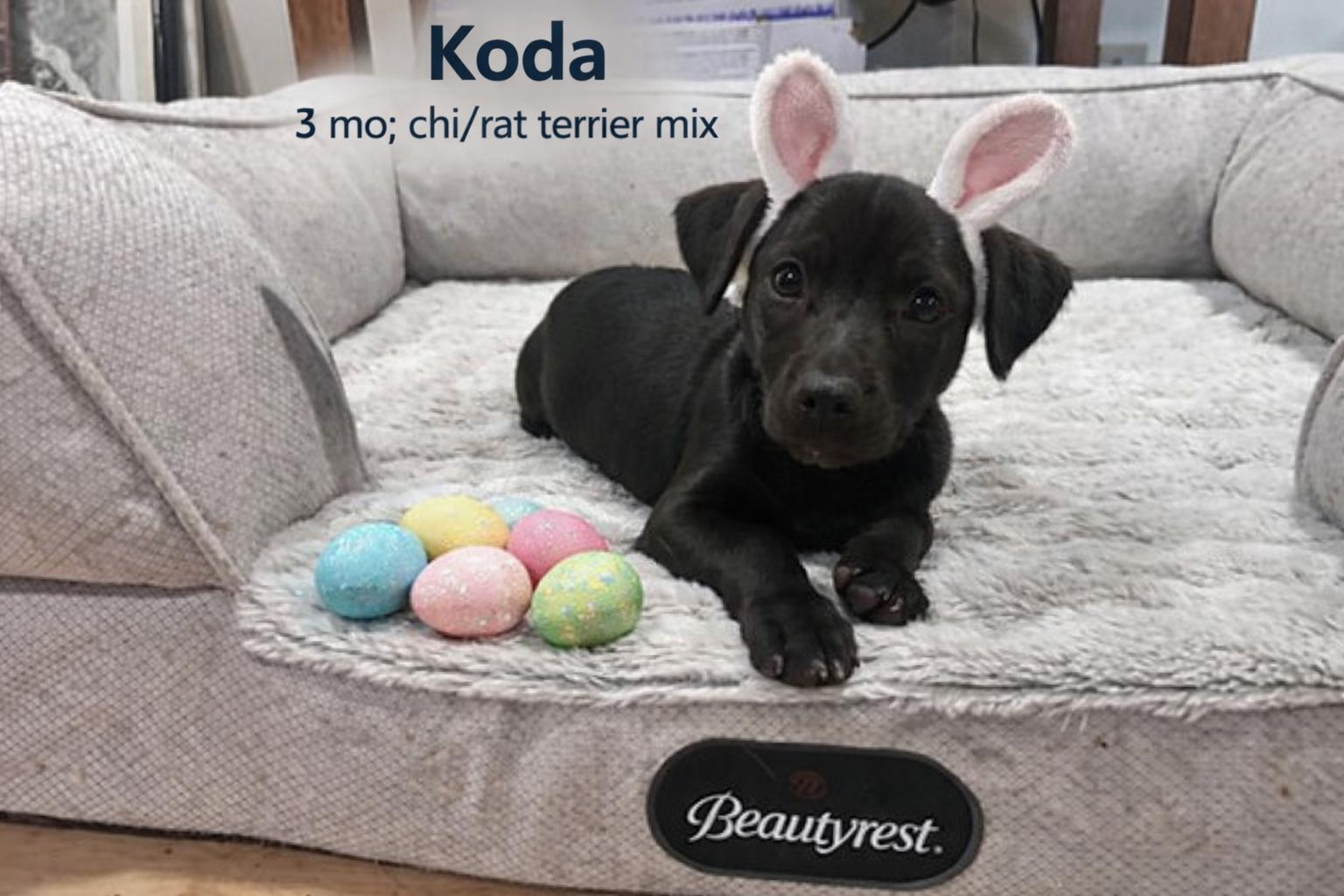 Enlarge Koda, an adopted mixed breed in Shinnston, WV image 1/2