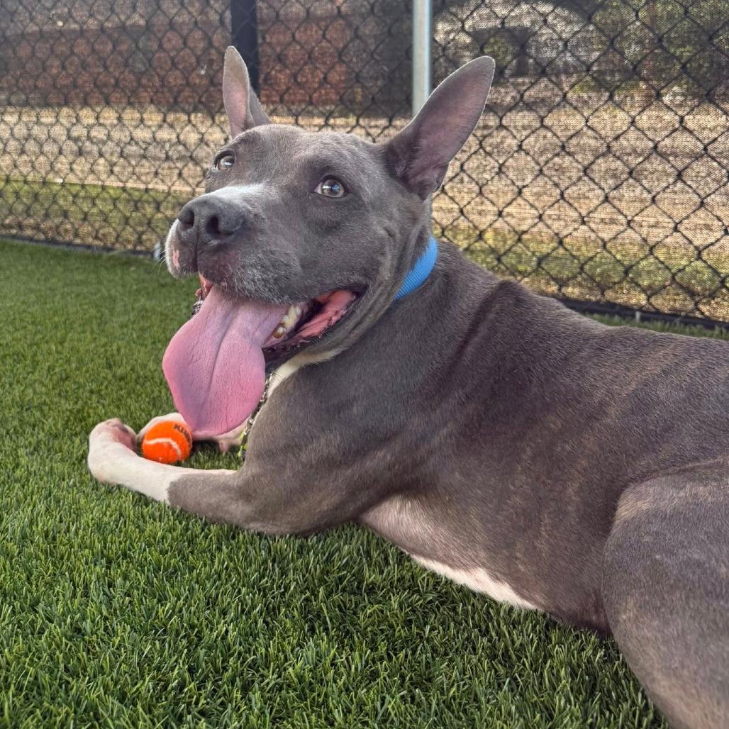 King Beetle, Adoptable, Adult Male Mixed Breed.