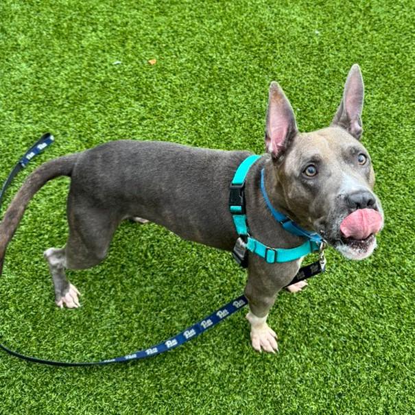 Enlarge King Beetle, a Adoptable Mixed Breed in Pittsburgh, PA image 3/6