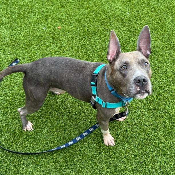 Enlarge King Beetle, a Adoptable Mixed Breed in Pittsburgh, PA image 4/6