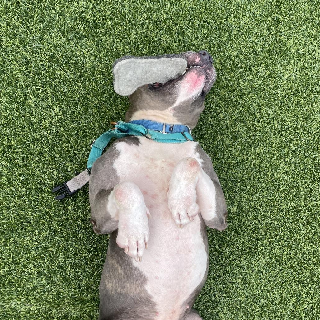 Enlarge King Beetle, a Adoptable Mixed Breed in Pittsburgh, PA image 5/6