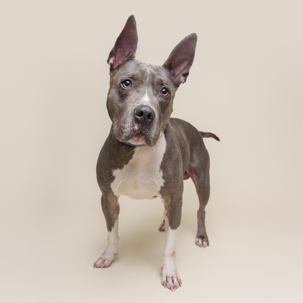 Enlarge King Beetle, a Adoptable Mixed Breed in Pittsburgh, PA image 6/6