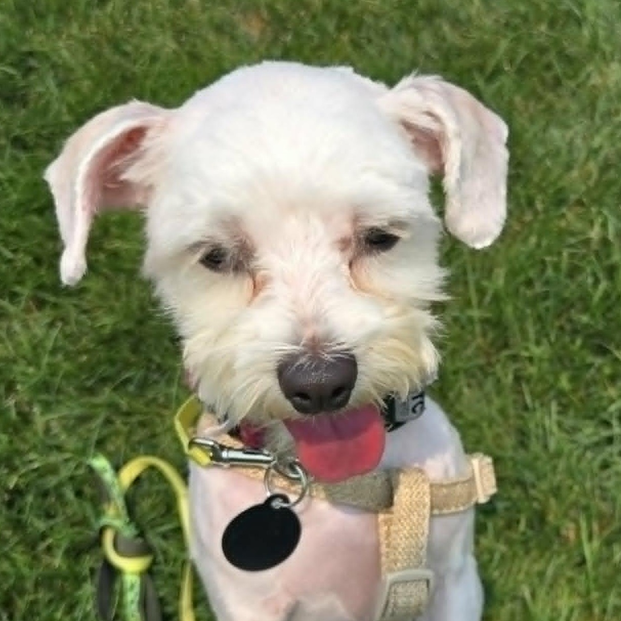 Enlarge Lacie, a ADOPTABLE Maltese in St Thomas, ON image 3/3