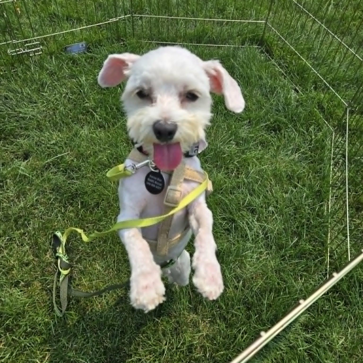 Enlarge Lacie, a ADOPTABLE Maltese in St Thomas, ON image 2/3