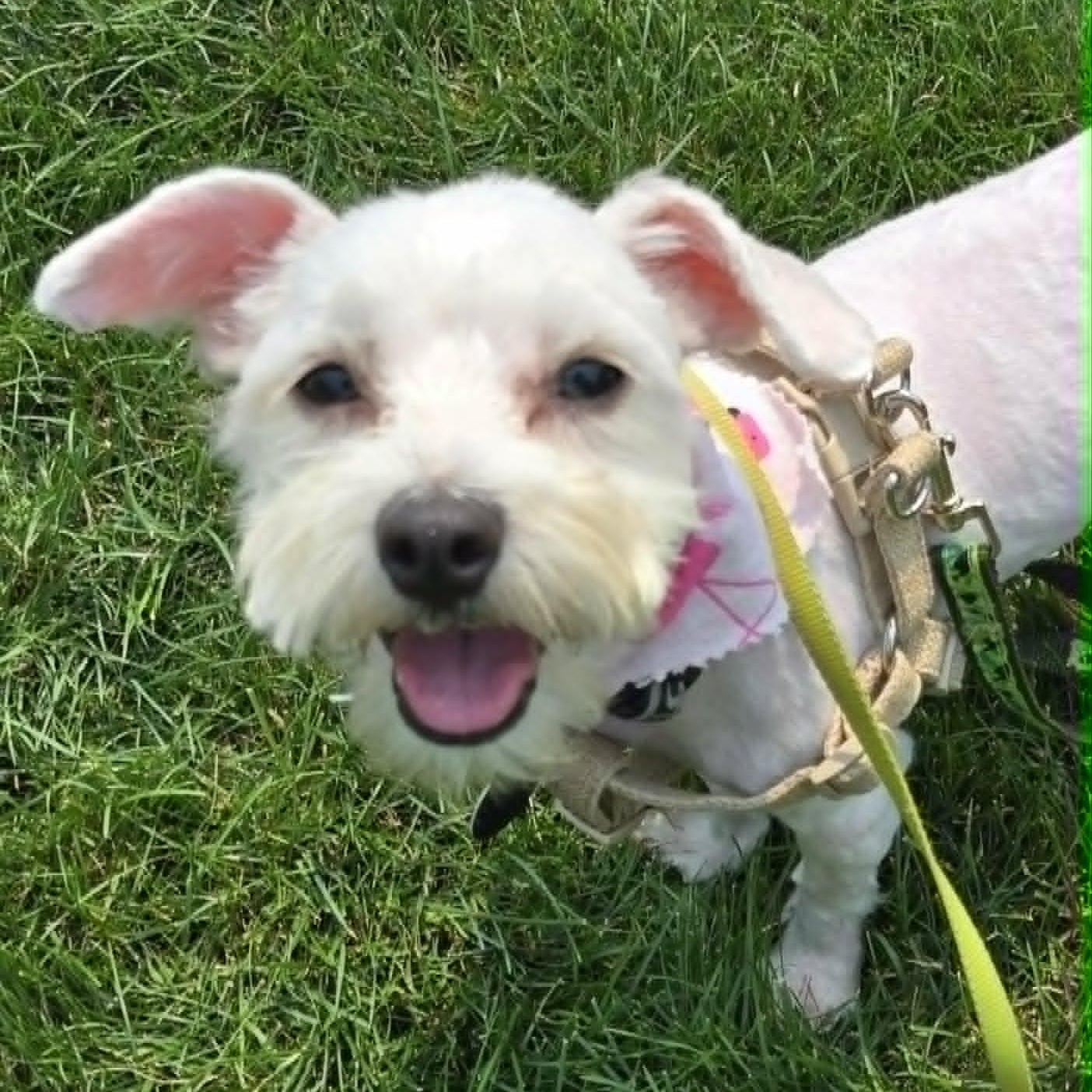 Enlarge Lacie, a ADOPTABLE Maltese in St Thomas, ON image 1/3