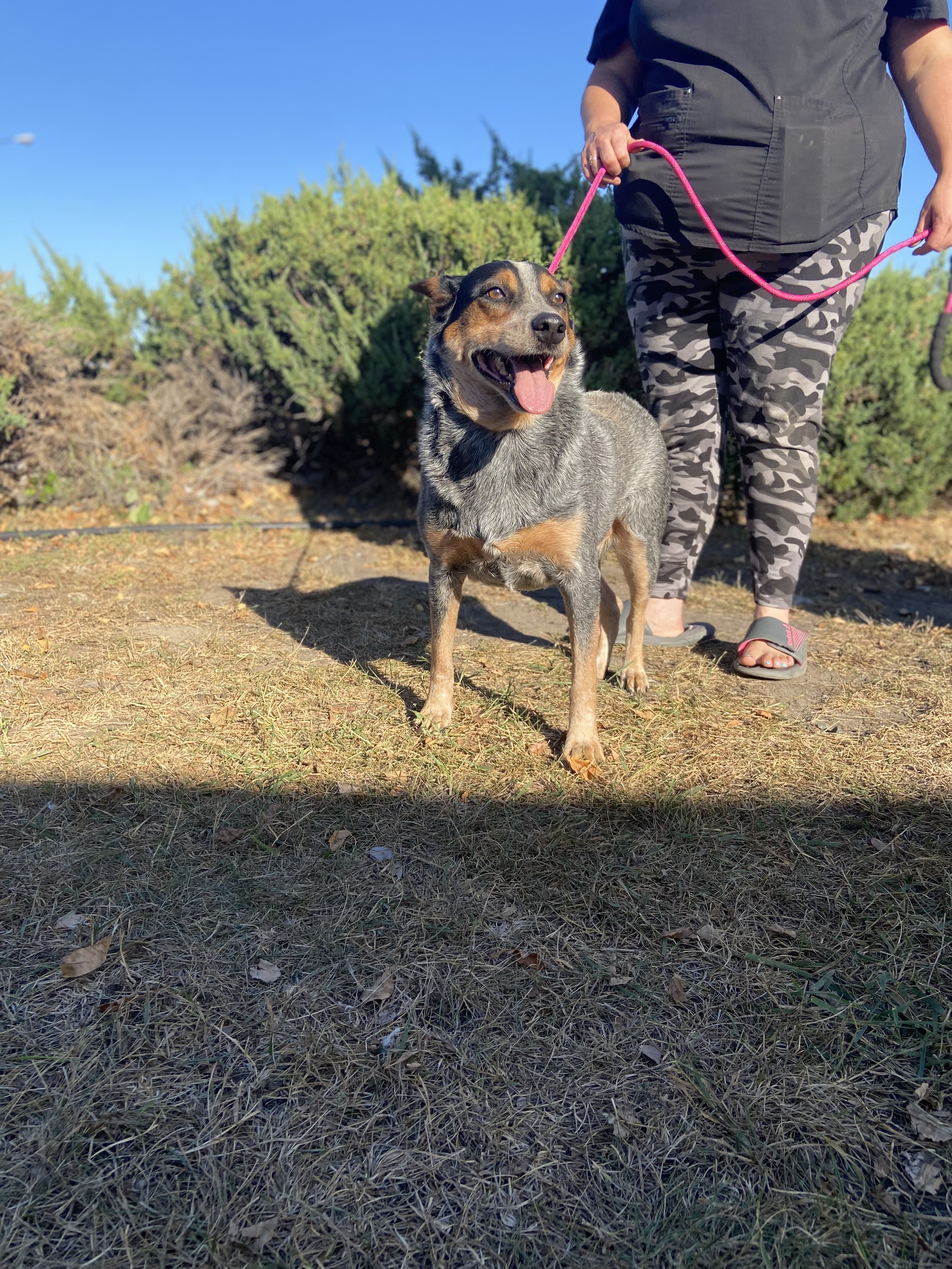 Josie, an adoptable Australian Cattle Dog / Blue Heeler in Zimmerman, MN, 55398 | Photo Image 4