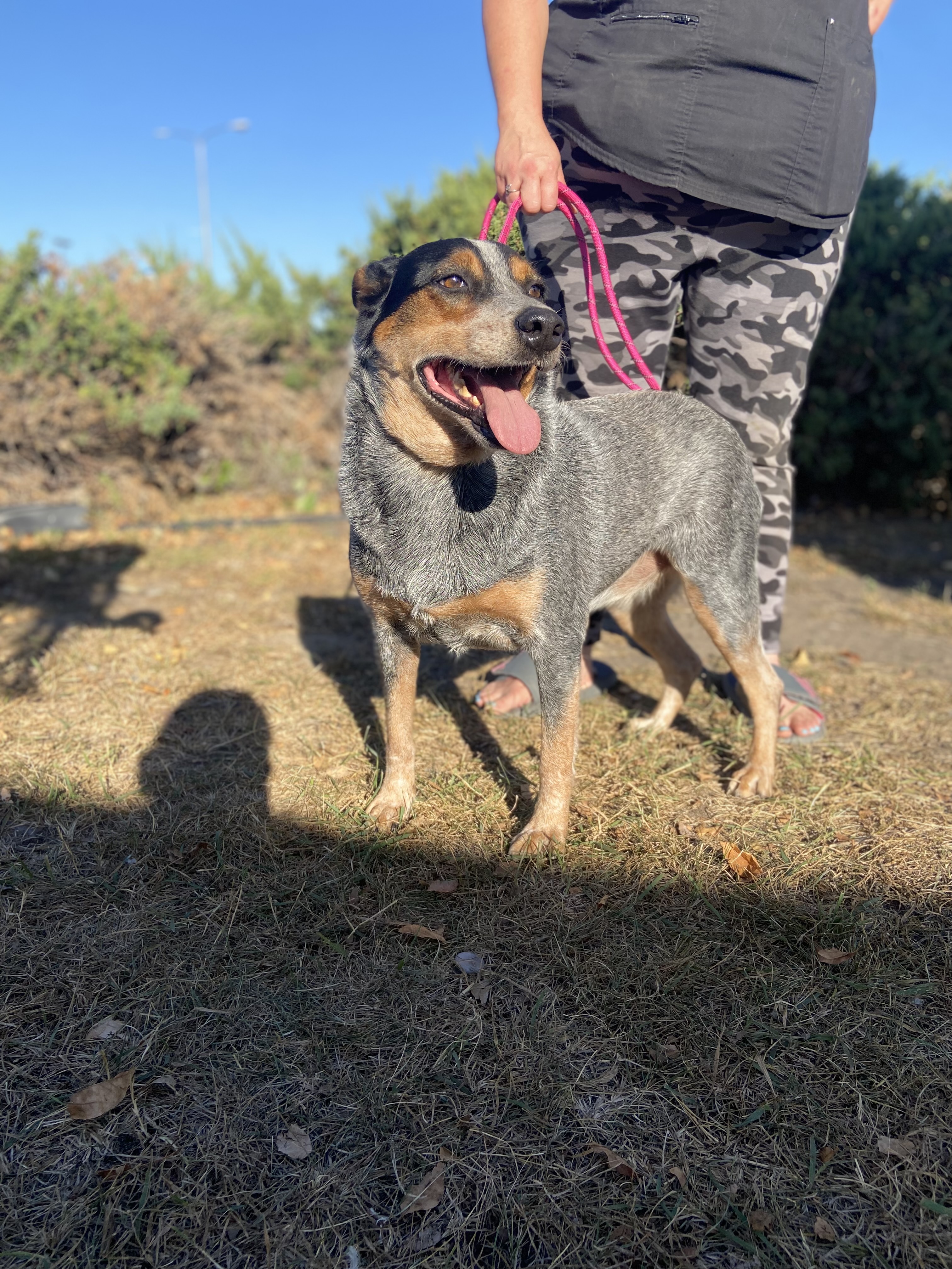 Josie, an adoptable Australian Cattle Dog / Blue Heeler in Zimmerman, MN, 55398 | Photo Image 1