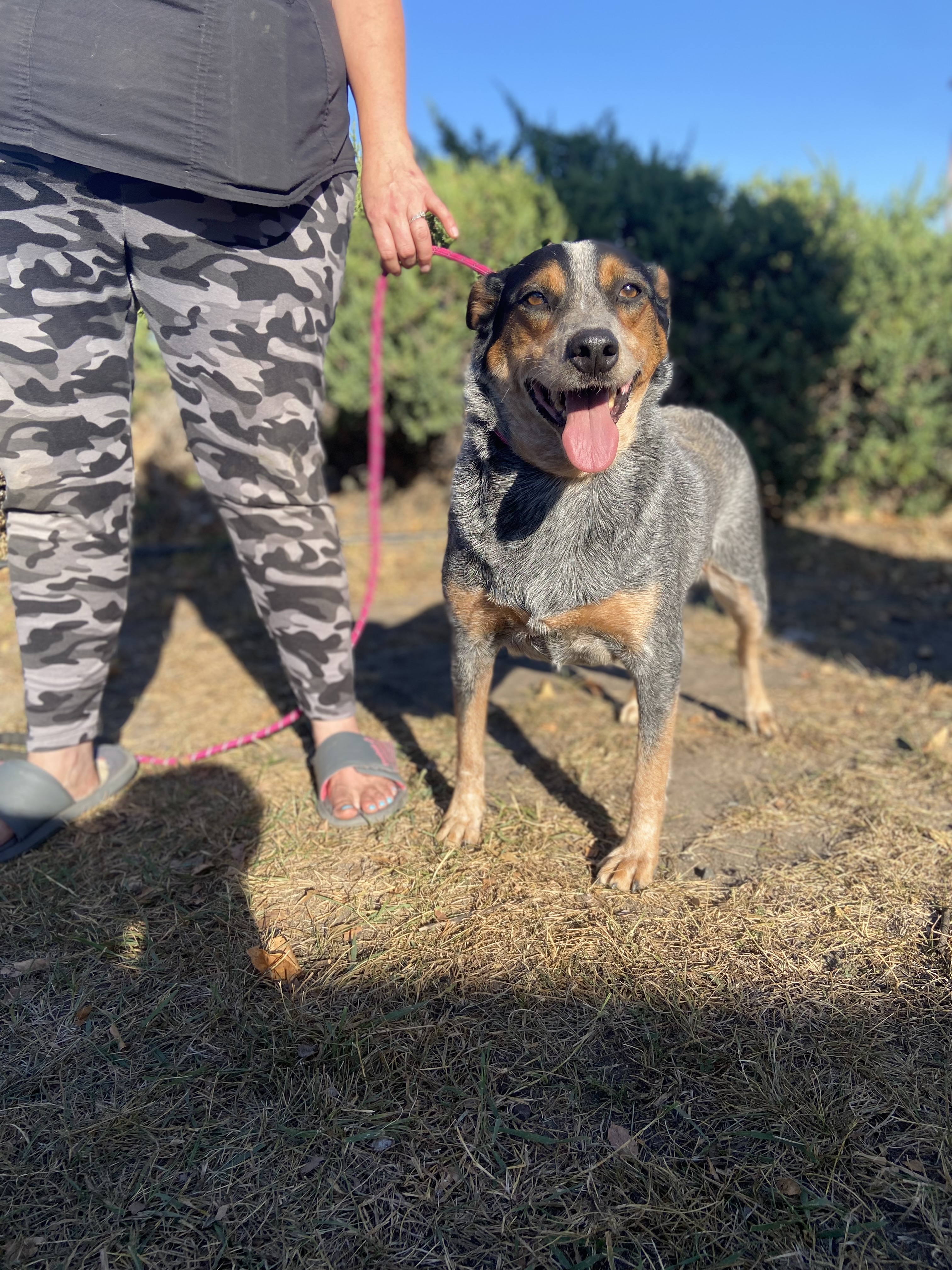 Josie, an adoptable Australian Cattle Dog / Blue Heeler in Zimmerman, MN, 55398 | Photo Image 3