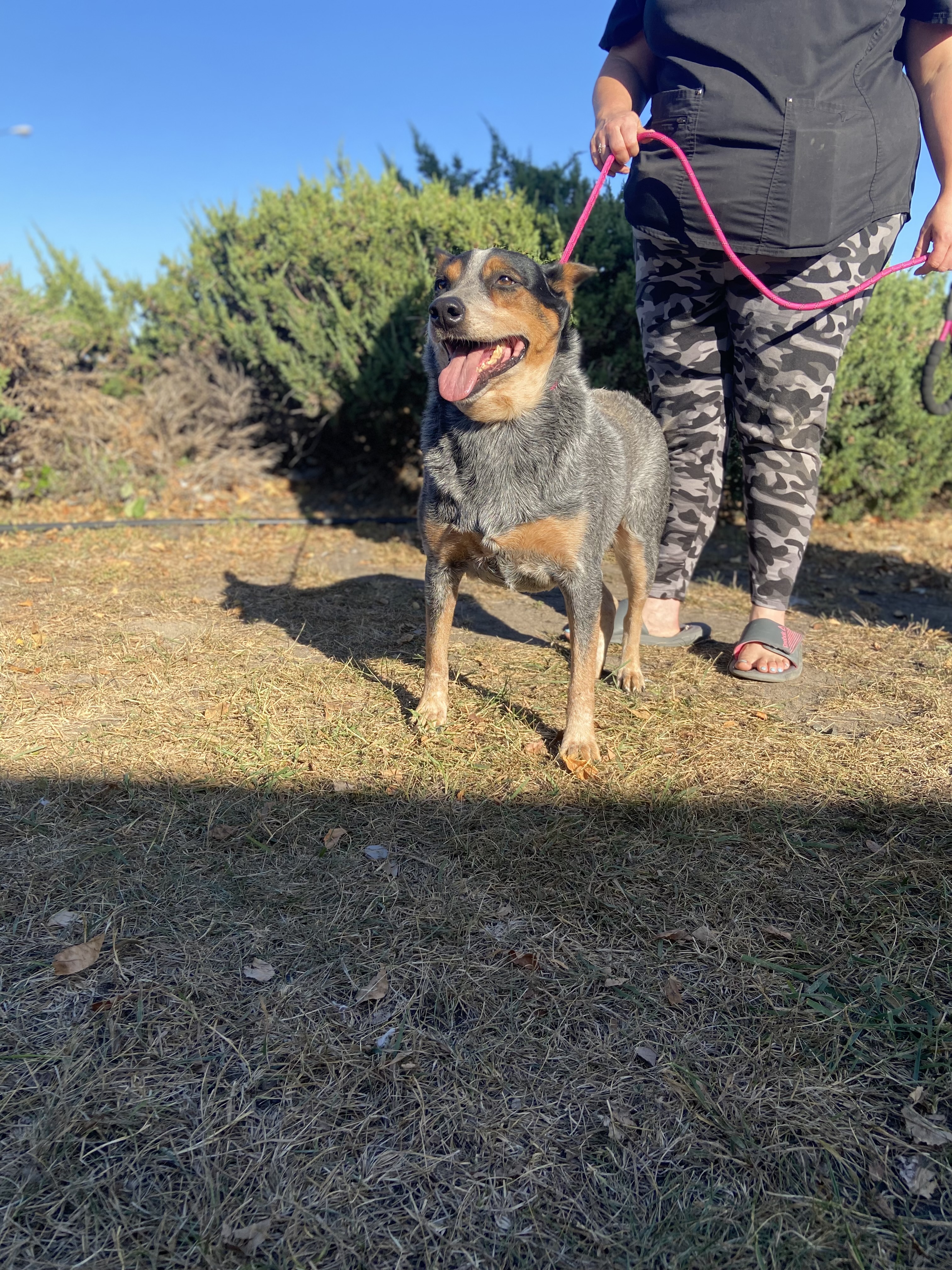 Josie, an adoptable Australian Cattle Dog / Blue Heeler in Zimmerman, MN, 55398 | Photo Image 5