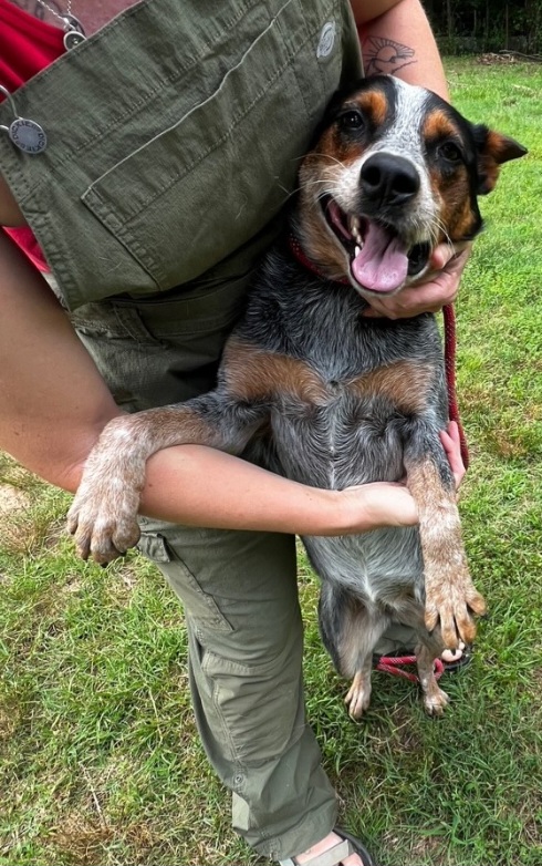 Josie, an adoptable Australian Cattle Dog / Blue Heeler in Zimmerman, MN, 55398 | Photo Image 2