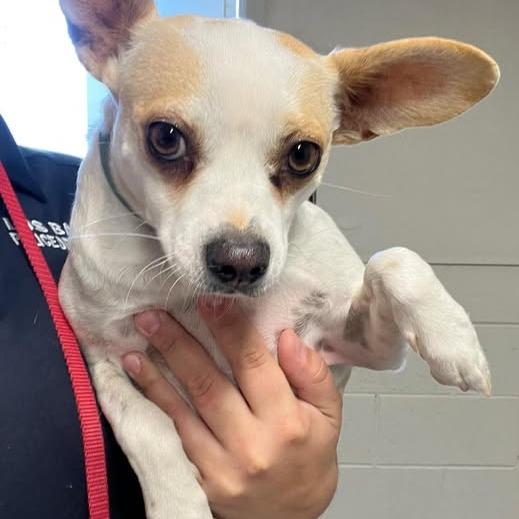 Enlarge 26-275 Patrick, a Adoptable mixed breed in Los Banos, CA image 1/1