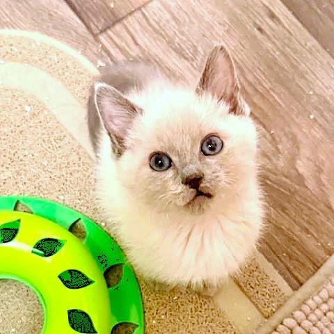 Potato and Gravy, an adopted Siamese in Salt Lake City, UT image 2/3