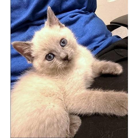 Potato and Gravy, an adopted Siamese in Salt Lake City, UT image 1/3