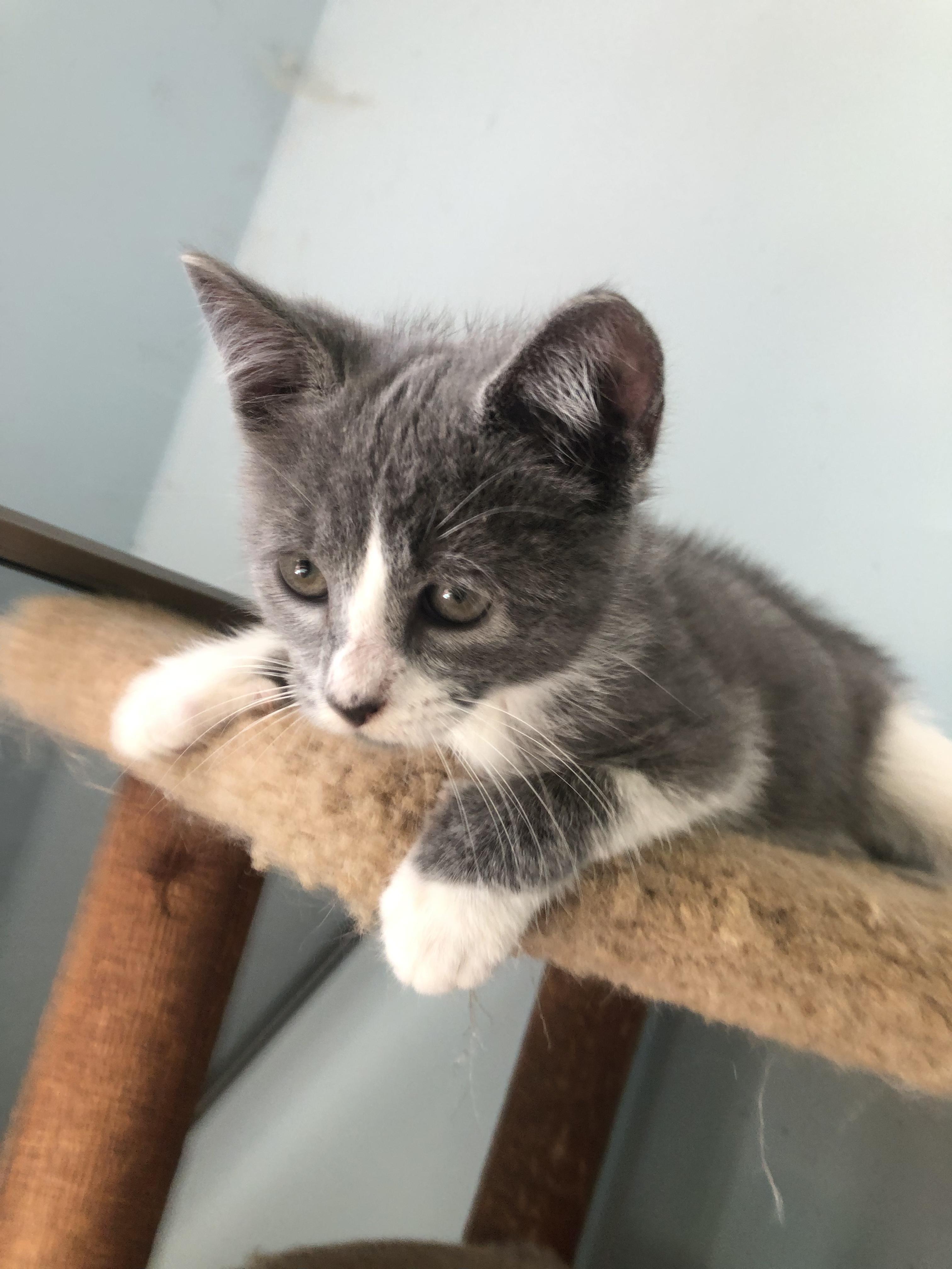 New Furze, the fuzzy, roly-poly ADORABULLLLL kitten whose frequent "fails"/falls will make you LOL!, Baby Female unknown