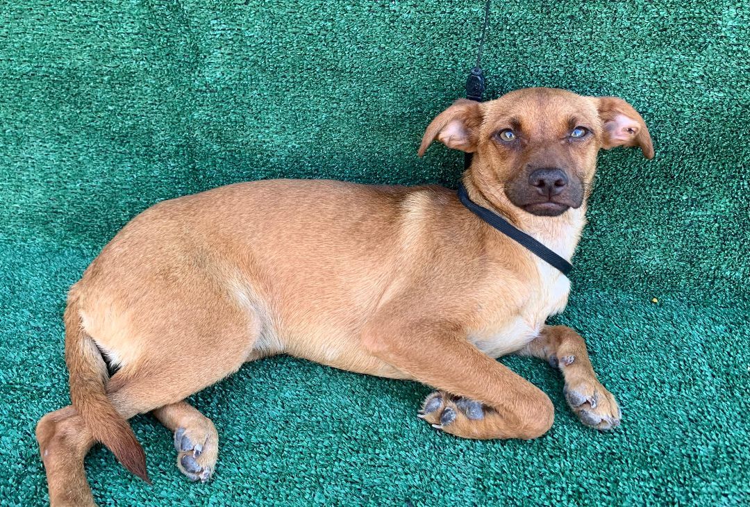 Holly, Adoptable, Young Female Feist.