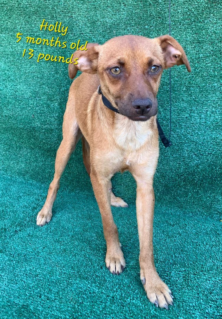 Enlarge Holly, a Adoptable mixed breed in Los Angeles, CA image 2/10