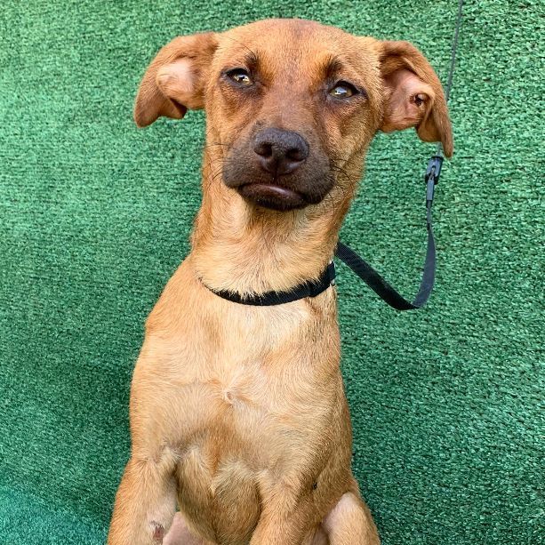 Enlarge Holly, a Adoptable mixed breed in Los Angeles, CA image 3/10