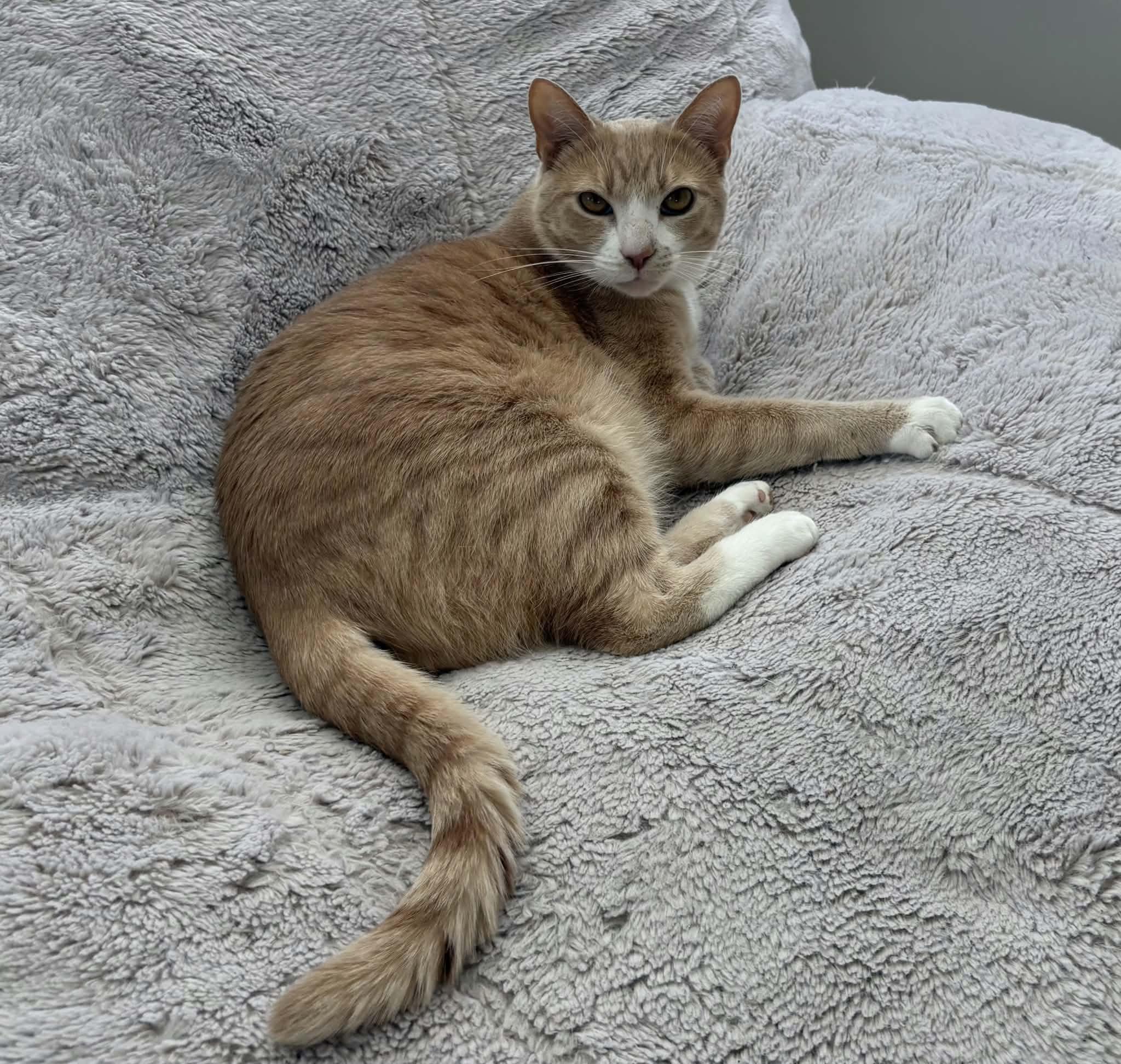 Bones, Adoptable, Adult Male Domestic Short Hair.